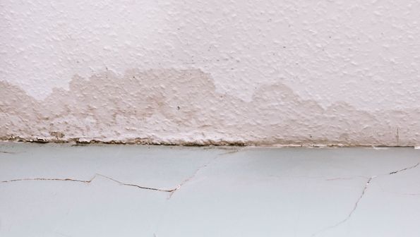 Wet Rot
